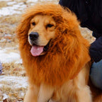 Lion Mane Dog Costume – dog wearing a lion mane costume outdoors