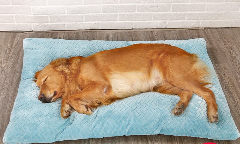 Dog sleeping on the blue Plush Dog Sleeping Mat, a soft cozy pet bed