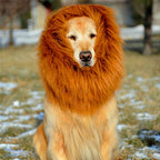 Lion Mane Dog Costume – dog wearing a lion mane costume outdoors on a grassy area with snow