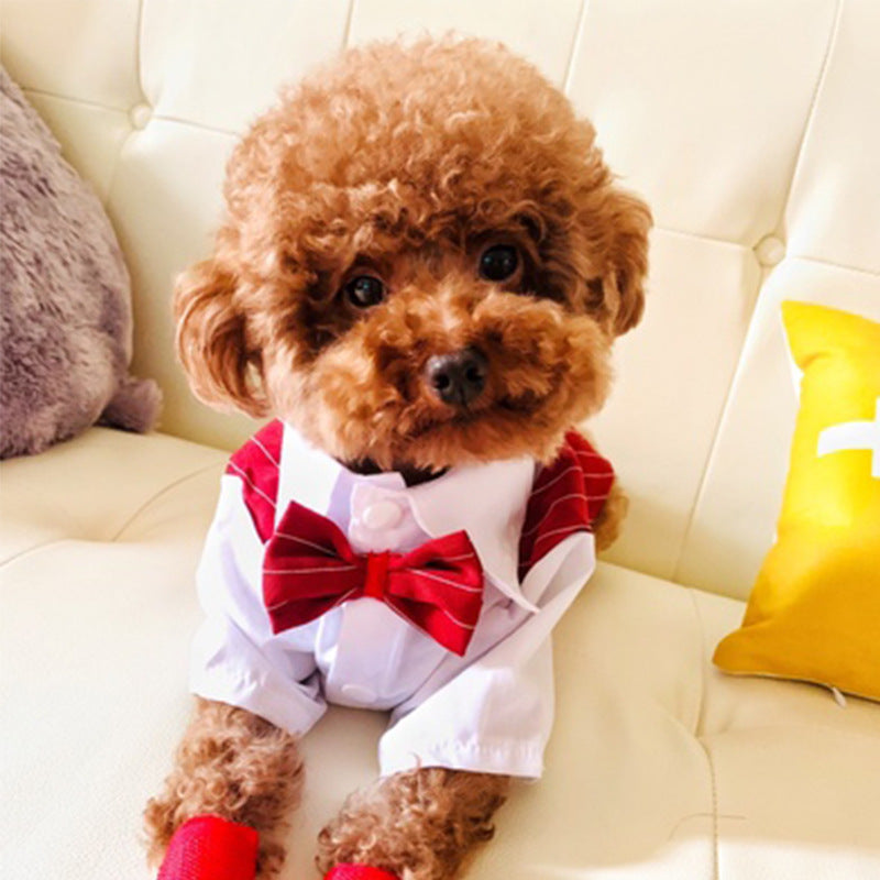 Everyday Dog Shirt – small dog wearing a red bow tie and white shirt on a beige couch