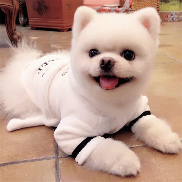 White Hooded Dog Bathrobe – white dog wearing the bathrobe on a tiled floor