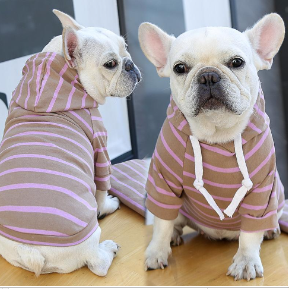 Striped Dog Hoodie – two French Bulldogs wearing striped sweaters on a wooden floor