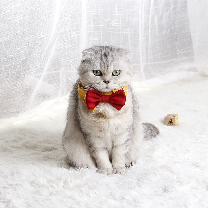 Cat wearing a red bow tie with a yellow decorative collar