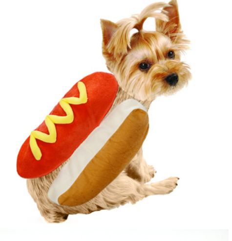 Food-Themed Pet Costume – dog wearing a hot dog costume with a white background