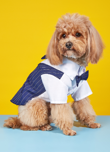 Everyday Dog Shirt – dog wearing a blue pinstripe suit with a white shirt and bow tie on a yellow and blue background